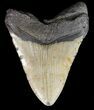 Bargain, Megalodon Tooth - North Carolina #52286-2